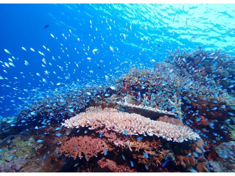 [沖繩/慶良間]慶良間群島赤壁地區的海裡玩耍！船FUN潛水（C卡持有者）の紹介画像