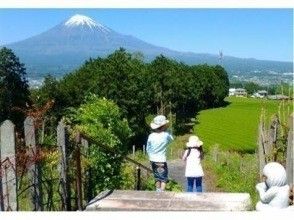 【静岡・富士】お茶摘み体験・茶畑散歩・茶工場見学！
