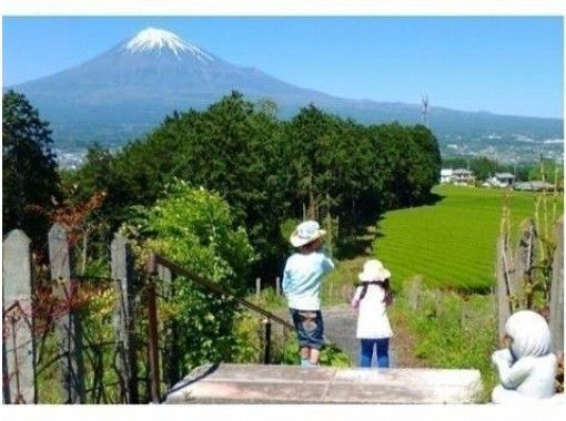 【静岡・富士】お茶摘み体験・茶畑散歩・茶工場見学！の画像