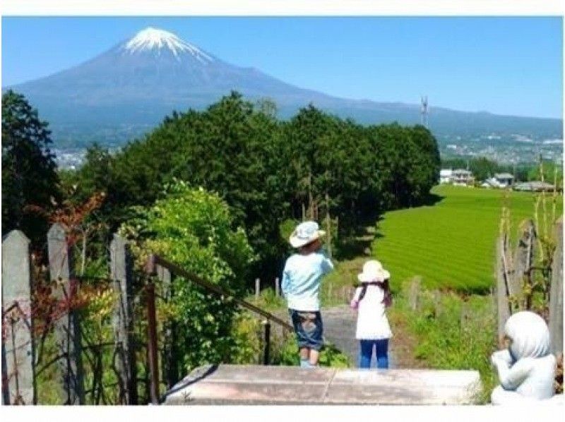 [Shizuoka/Fuji] Tea picking experience, tea field walk, tea factory tour and small tea ceremony! Copyの紹介画像