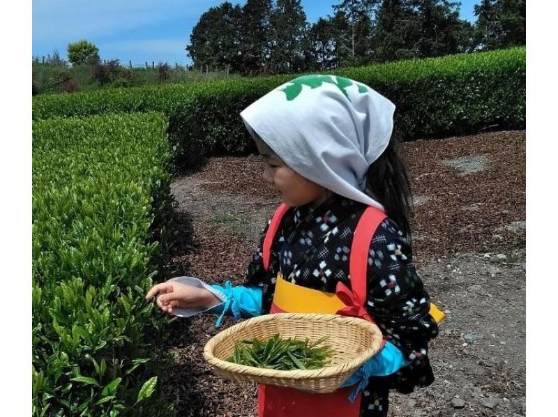 【静岡・富士】お茶摘み体験・茶畑散歩・茶工場見学！の紹介画像