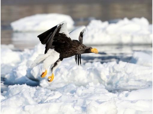 [Hokkaido, Shiretoko] Natural Monument Steller's Sea Eagle and White-tailed Eagle Watching Tour Free Binoculars Rental!の画像