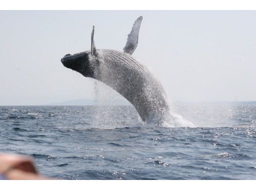 Enjoy winter in Okinawa with humpback whales and the Blue Cave [Whale watching from Motobu & Blue Cave snorkeling from Onna] A full-day winter-only planの画像