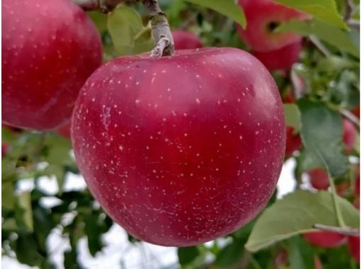 [Fukushima Prefecture, Fukushima City] [Apple picking 30 minutes all-you-can-eat *Fukushima Fruit Line] A plan recommended for families, couples and womenの画像