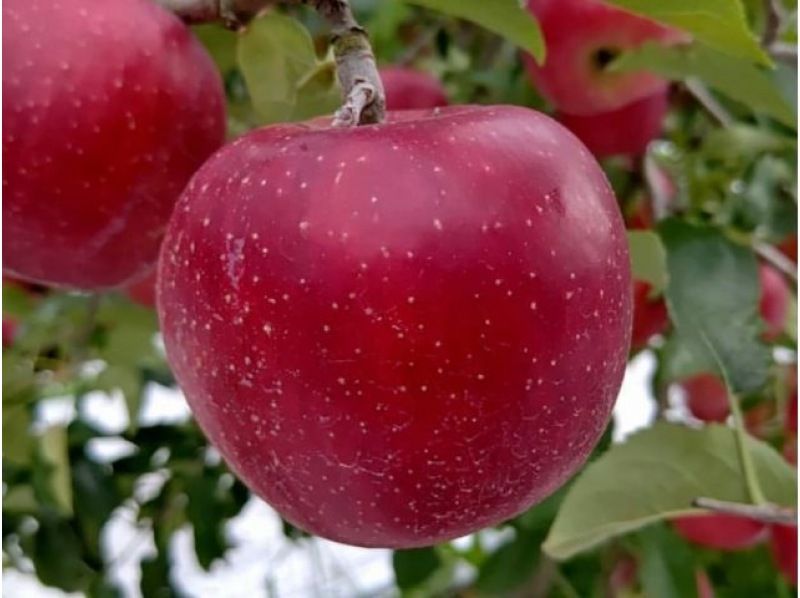 [Fukushima Prefecture, Fukushima City] [Apple picking 30 minutes all-you-can-eat *Fukushima Fruit Line] A plan recommended for families, couples and womenの紹介画像