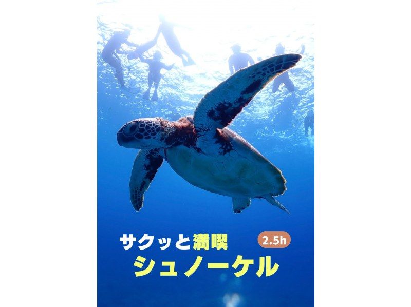 冬季割！【石垣島・2.5h】船酔い心配な方向け少人数制ウミガメシュノーケル－空き時間にウミガメ会いに行こう！遭遇率90%の紹介画像