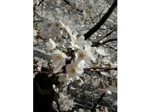 You can also enjoy cherry blossom viewing! Let's make a small cherry blossom plate! [Tokyo, Otsuka] Artis' creative course - Make a "tin small plate" using hammering techniques! OK in English