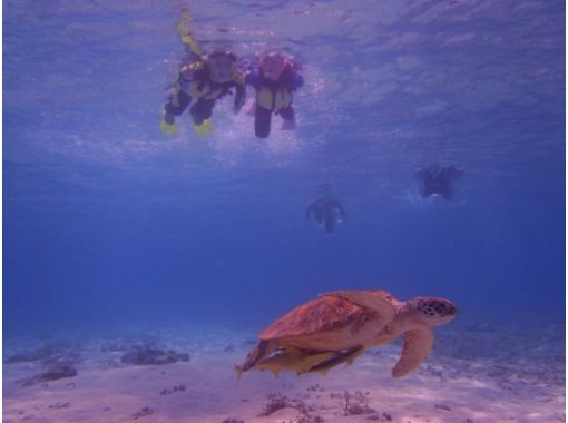 [Okinawa, Tokashiki Island] Meet sea turtles in the Kerama Blue Ocean on a snorkeling tour!の画像