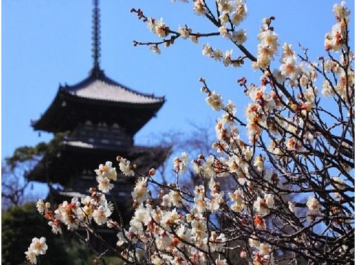 梅咲き誇る「三溪園」&ガイド付き見学でいく大本山總持寺&弘明寺商店街でお買い物バスツアー＜精進料理のお食事付き＞【029029‐1001】の画像