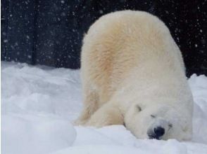 【札幌市内3ホテルから出発】行動展示で一躍人気になった旭山動物園をたっぷり満喫！白い雪とのコントラストが幻想的な美瑛・青い池散策欲張りツアー