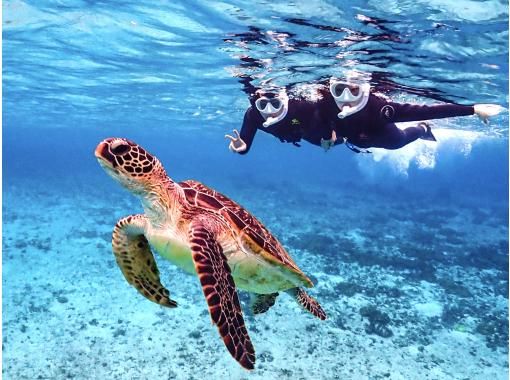 [Miyakojima/same-day reservations OK!!] [Student support discounts available!!] 100% encounter rate continues!! Sea turtle snorkeling!! Incredible photography skills!!の画像