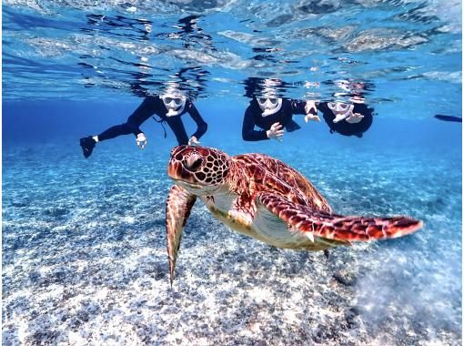 [Miyakojima/same-day reservations OK!!] [Student support discounts available!!] 100% encounter rate continues!! Sea turtle snorkeling!! Incredible photography skills!!の画像