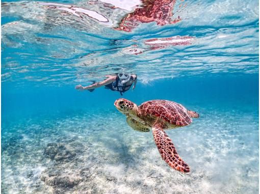 【宫古岛 | 可接送】当日游 ◎ {1-70岁} 在水质清澈的海滩与海龟和尼莫一起浮潜 <高清数据>の画像