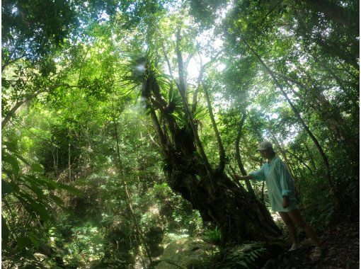 [Amami Oshima, Northern and Central Area] Trekking tour to a waterfall in the virgin forest "Choose from 2 courses" (fully chartered, group discount)の画像