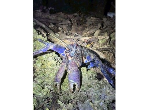 A great nighttime adventure! [A treasure trove of wild animals★A sky full of stars] Okinawa Ishigaki Island's highest peak jungle night safari★Family discount★OK on the day★Coconut crab/starry sky/jungleの画像