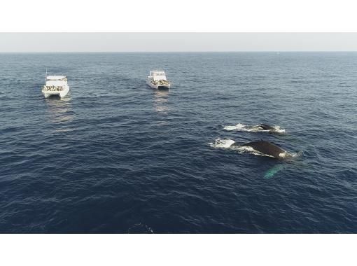 ☆Spring Campaign Sale 2025☆【Naha】Whale watching♪ Guaranteed one seat per person! All seats are forward facing and comfortable☆Photo giftの画像