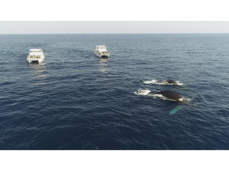 ☆Spring Campaign Sale 2025☆【Naha】Whale watching♪ Guaranteed one seat per person! All seats are forward facing and comfortable☆Photo giftの紹介画像