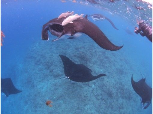 【沖縄・石垣島】冬季1日ツアー限定、石垣島では他にないマンタ見れなきゃ全額返金保証マンタシュノーケルの画像