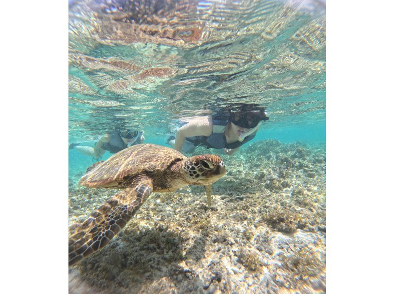 [Okinawa, Miyakojima] An amazing sea turtle experience! Over 90% chance of encountering them! Snorkeling | Same-day reservations & empty-handed OK ♪ Free photo data taken by the guide!の紹介画像