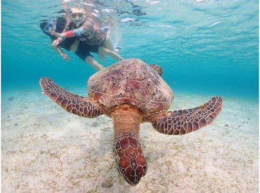 沖縄県・宮古島【1組限定】ウミガメと過ごす特別な2時間！完全貸切プライベートシュノーケリング！の画像