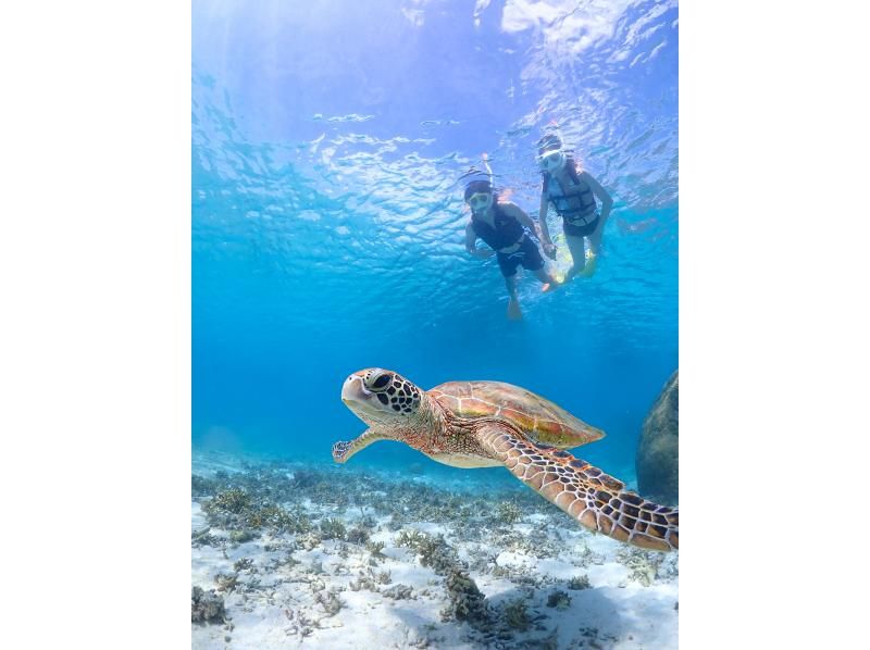 宮古島【1組限定】ウミガメと過ごす特別な2時間！完全貸切でプライベートシュノーケリング！｜高画質写真データ増量！初心者・お子様大歓迎！の紹介画像