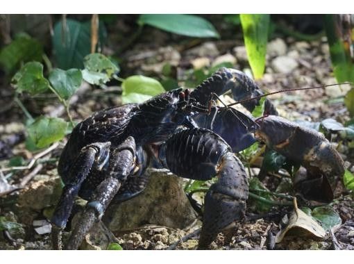 【沖縄・宮古島】幻想の宮古島ナイト 星々と夜の生き物探訪の画像