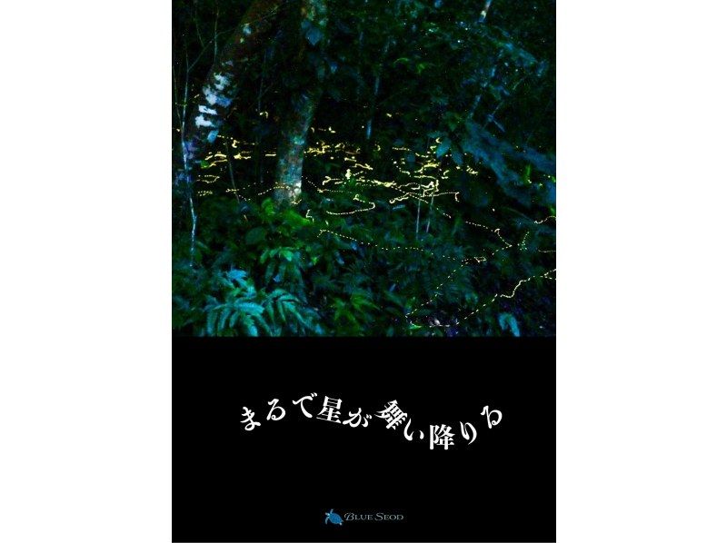 【学割】【当日予約OK】＜3月〜5月下旬＞星が地上に降りてきたかのような＜石垣島を照らすホタルツアー＞四季を感じる夜の冒険【送迎無料】の紹介画像