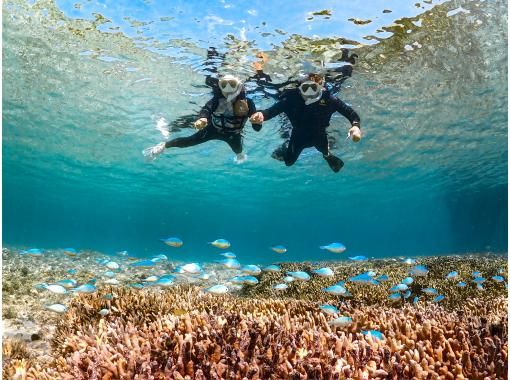 [Miyakojima / Same-day reservations OK!!] ★Sea turtle snorkeling & Churaumi snorkeling! Observe beautiful tropical fish!の画像