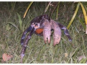 【宮古島・1~2h・生き物・星空】生き物探し探検★ジャングルナイトツアー★宮古島の夜行性の生き物を探しに行こう！星空も楽しめるナイトツアー