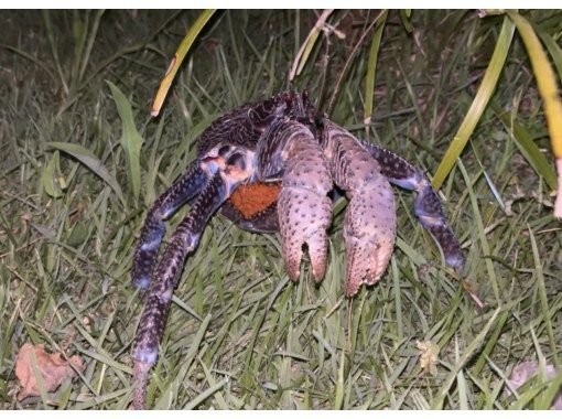 【宮古島・1~2h・生き物・星空】生き物探し探検★ジャングルナイトツアー★宮古島の夜行性の生き物を探しに行こう！星空も楽しめるナイトツアーの画像