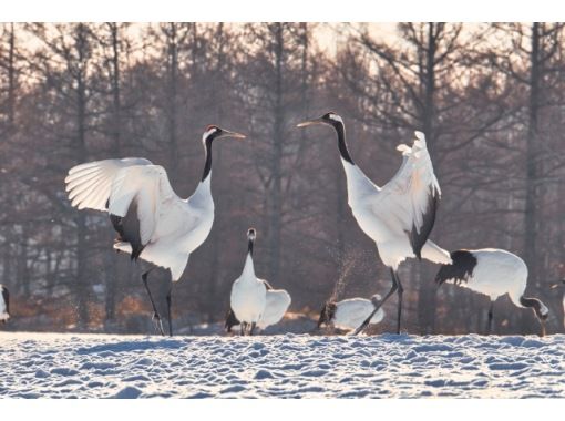 Red-Crowned Crane and Wildlife Guided Tour, National park in Japanの画像