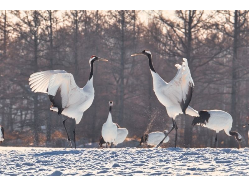 Red-Crowned Crane and Wildlife Guided Tour, National park in Japanの紹介画像