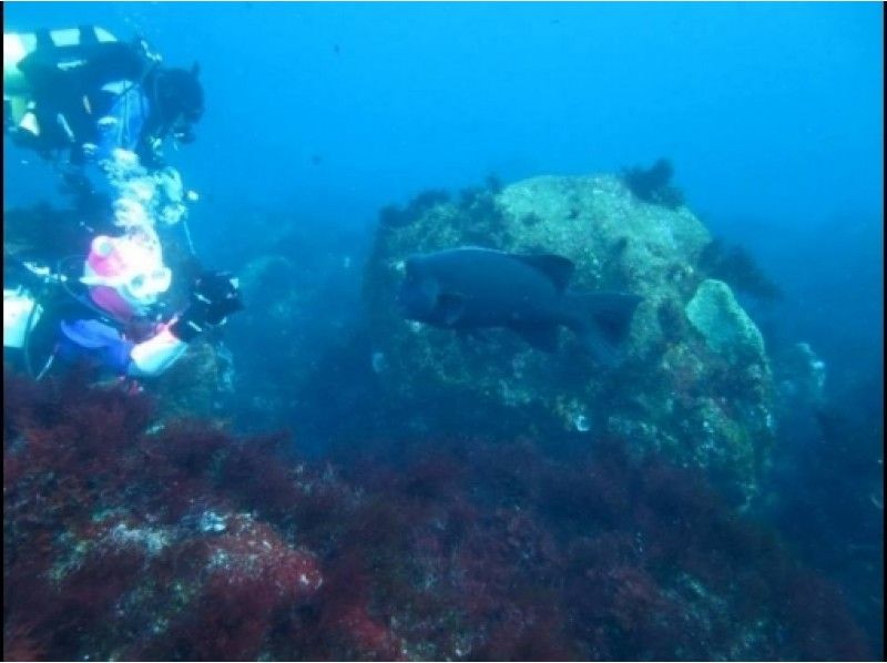 [神奈川發行 -可接送！ 】Kango Motojima粉絲潛水（2個海灘）の紹介画像