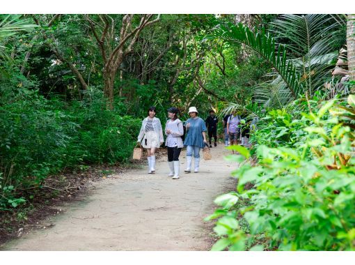 [沖繩/八重山地區]清晨遊覽！穿過淺灘前往由布島～邊吃早餐邊看日出。回程的路上我們會搭乘水牛車送您！の画像