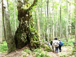【秋田】白神山地ガイド付きエコツアー・世界遺産の原生的な森をゆっくり楽しむ一日～森カフェつき