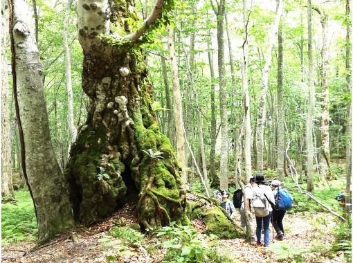 【秋田】白神山地ガイド付きエコツアー・世界遺産の原生的な森をゆっくり楽しむ一日～森カフェつきの画像