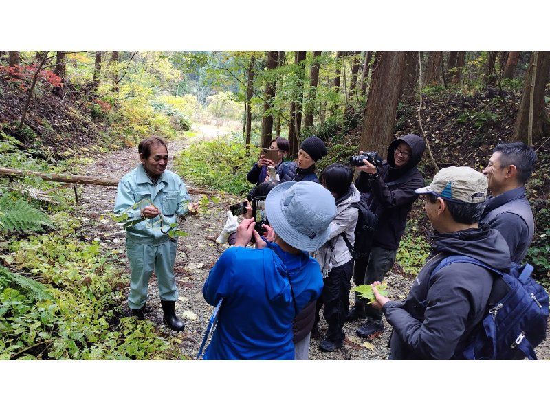 【秋田・白神山地】白神の山菜とがっこ茶っこツアー　滝/山菜採り/山菜調理体験/焚き火