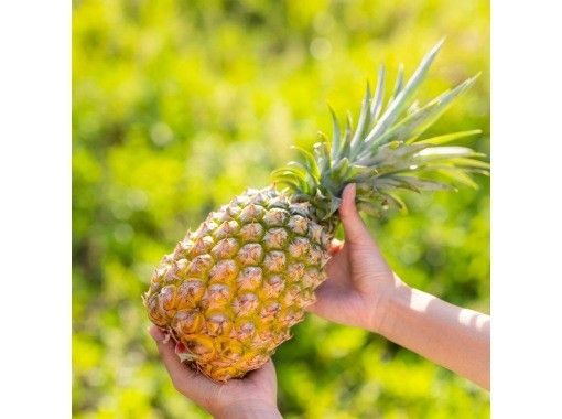 [Okinawa, Ishigaki Island] Fun for kids too! Experience harvesting tropical fruit pineapples! You can bite into them on the spot and take commemorative photos.の画像