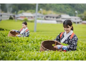 [Hyogo, Tamba Sasayama] Learn about tea in a fun way at Japan's oldest tea place!