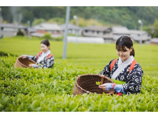 [Hyogo, Tamba Sasayama] Learn about tea in a fun way at Japan's oldest tea place!の画像