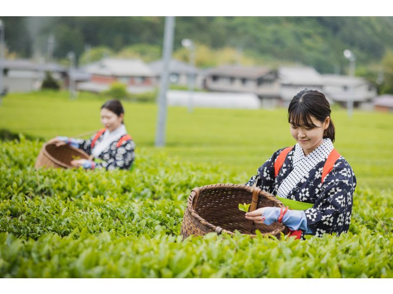 【兵庫・丹波篠山】日本最古のお茶処でお茶を楽しく学ぼう！の紹介画像