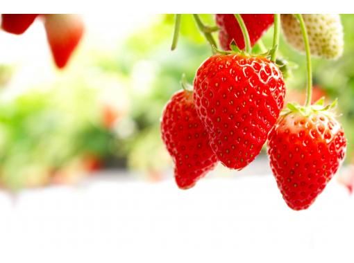 [Omihachiman, Shiga] {Strawberry Picking♪ 40 minutes} Freshly picked sweet strawberries grown with organic fertilizer are exceptional! Compare and taste up to 6 varietiesの画像