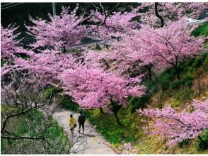 河津桜咲く「頼朝桜まつり」＆多品種食べ比べ！旬の味覚いちご狩りバスツアー　～海鮮丼のご昼食付～【029029‐1098】