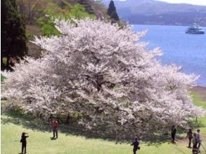 威風堂々と咲く湖畔の一本桜と伊豆いちご狩り食べ放題バスツアー～しらす釜まぶし御膳の昼食付～【029029‐1092】