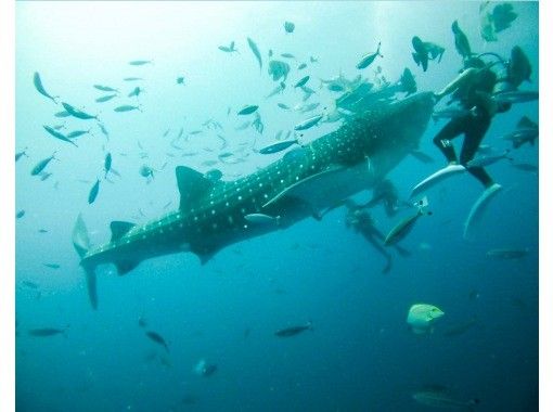 [Okinawa • Yomitan Village] Whale shark tour board experience diving 1 group charter plan with exclusive guideの画像