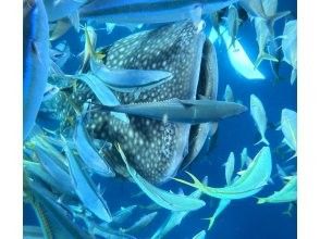 [Okinawa • Yomitan Village] Whale shark tour Private snorkel tour 1 group private plan with exclusive guide