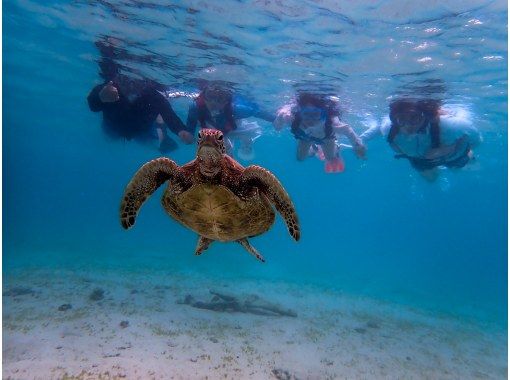 【オープン記念大特価】美しい珊瑚礁や熱帯魚に高確率でウミガメに出会える欲張りシュノーケリングプラン☆機材持ち込みで更にお得☆【沖縄・宮古島】の画像