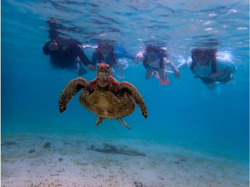 【オープン記念大特価】美しい珊瑚礁や熱帯魚に高確率でウミガメに出会える欲張りシュノーケリングプラン☆機材持ち込みで更にお得☆【沖縄・宮古島】の紹介画像