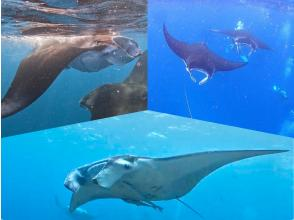 ANA誌掲載★【大迫力!マンタ遭遇率70%更新中】マンタシュノーケル★世界からも人気の石垣島のマンタを見に行こう!機材・送迎・写真無料