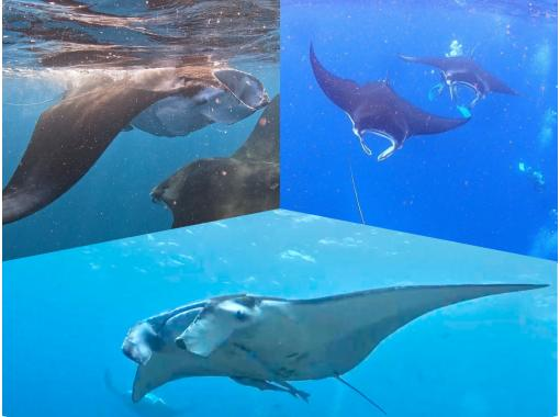 ANA誌掲載★【大迫力!マンタ遭遇率70%更新中】マンタシュノーケル★世界からも人気の石垣島のマンタを見に行こう!機材・送迎・写真無料の画像